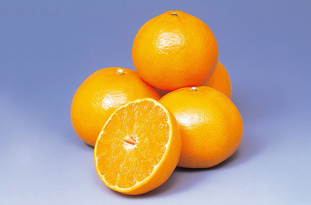 柑橘、蜜柑